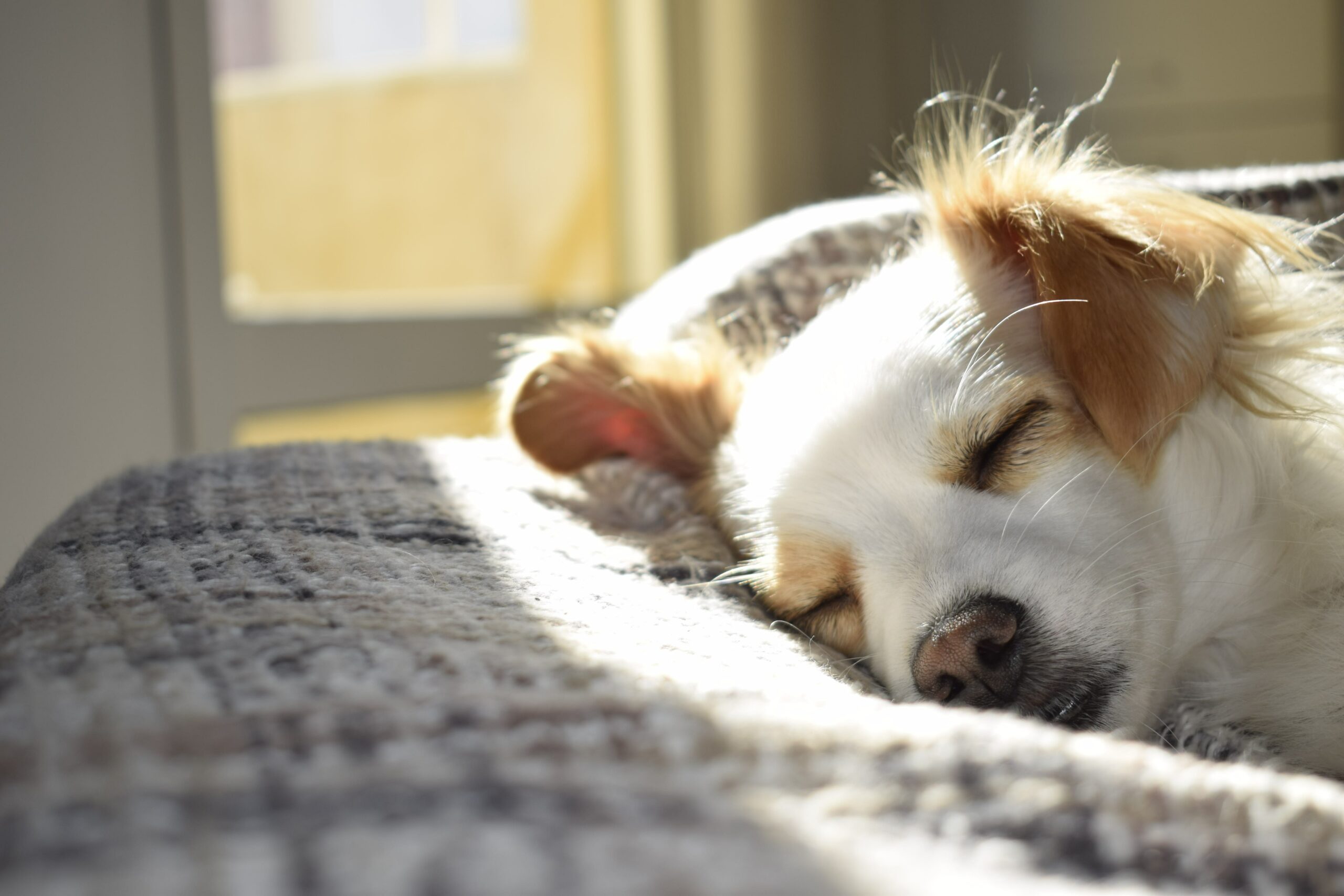 adorable-animal-breed-731022 (1)